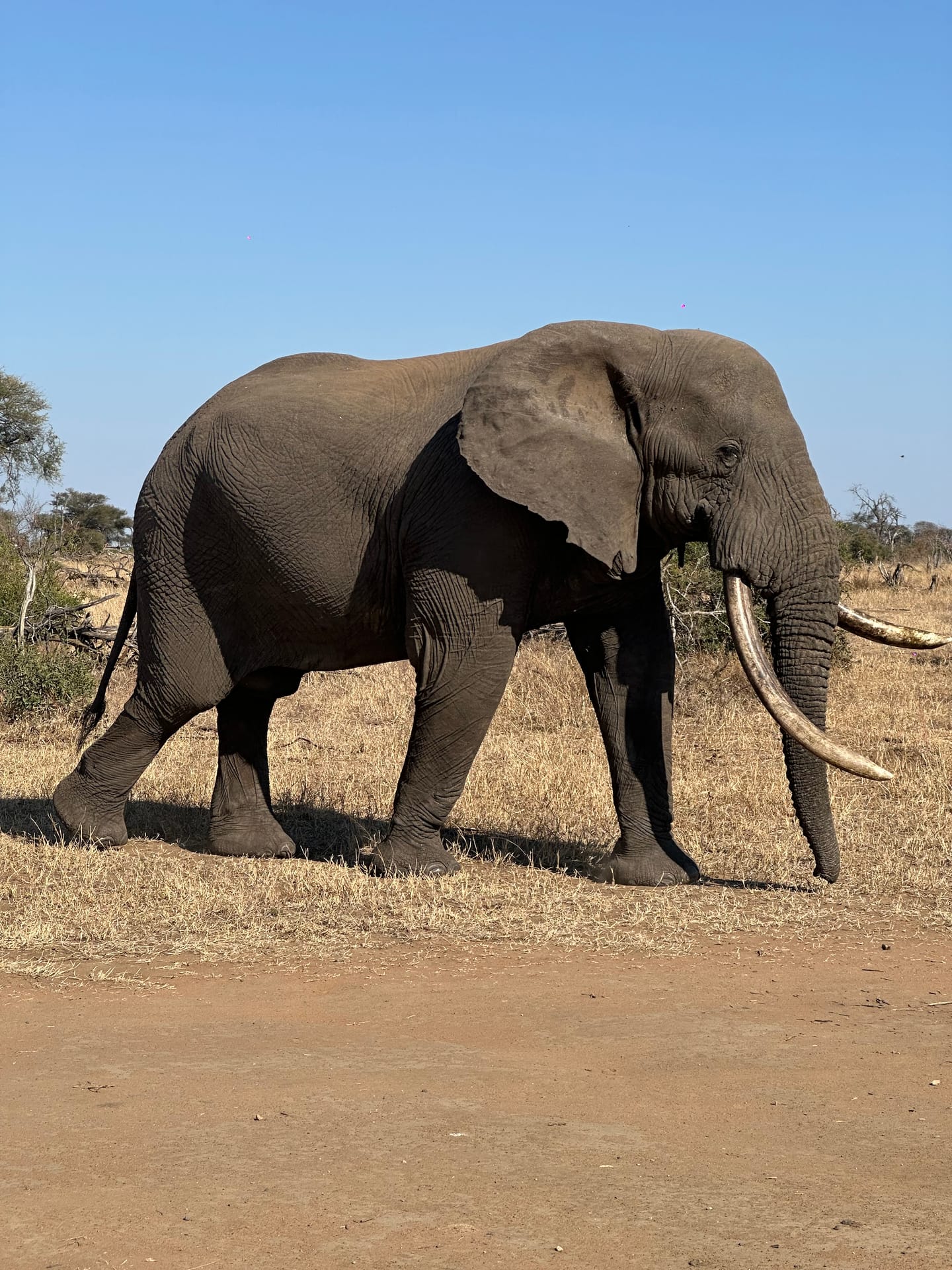 The iconic safari — Full-day Kruger adventures · Big 5 wildlife · Vast landscapes · Extraordinary biodiversity